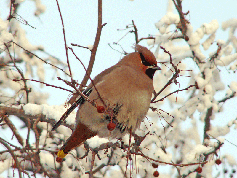 хохлатые жаворонки. серая хохлатая птичка. жаворонок полевой крыму. хохлатый дрозд. хохлатая овсянка.