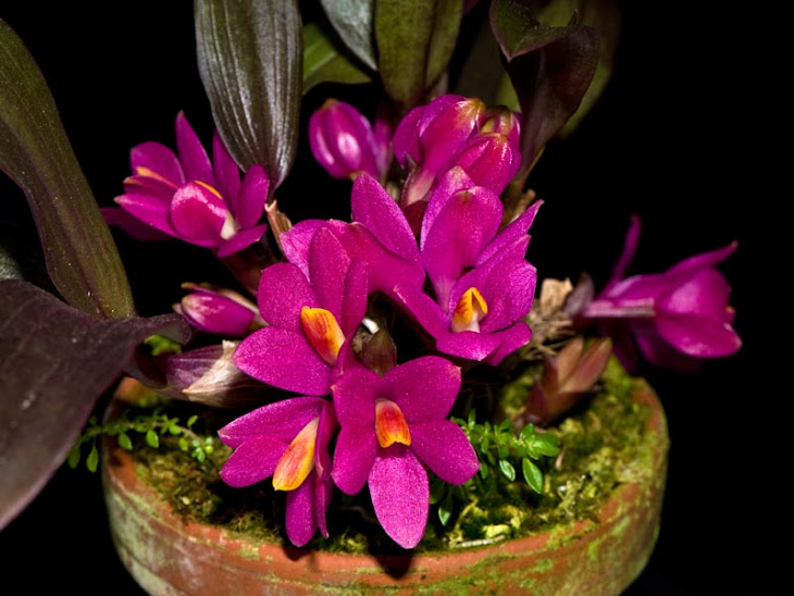 Dendrobium laevifolium