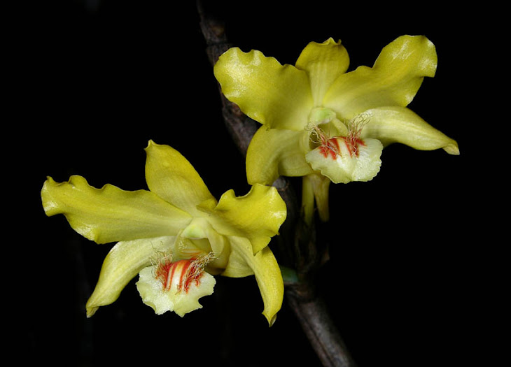 Dendrobium lowii