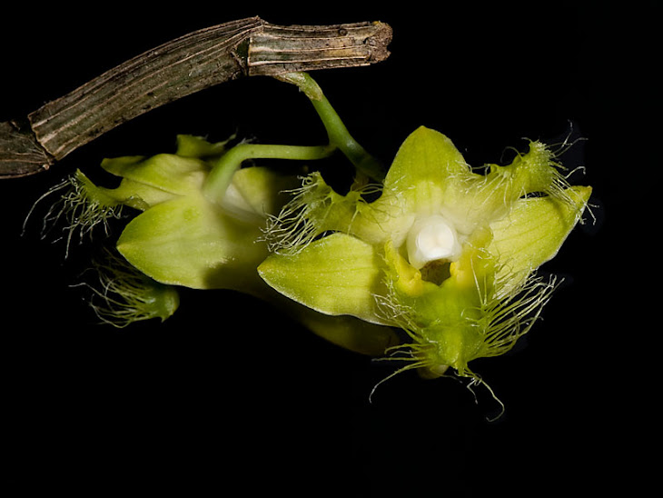 Dendrobium terengganuensis