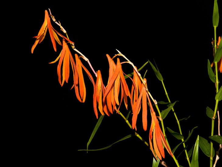 Dendrobium aurantiflammeum