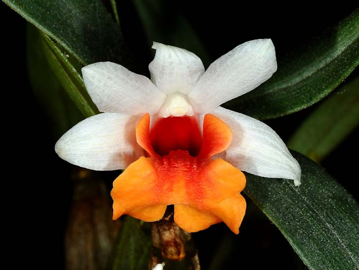 Dendrobium bellatulum