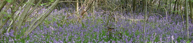 Bluebells