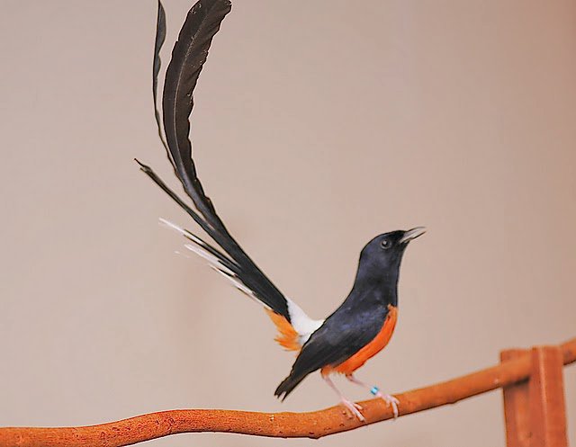 foto burung murai