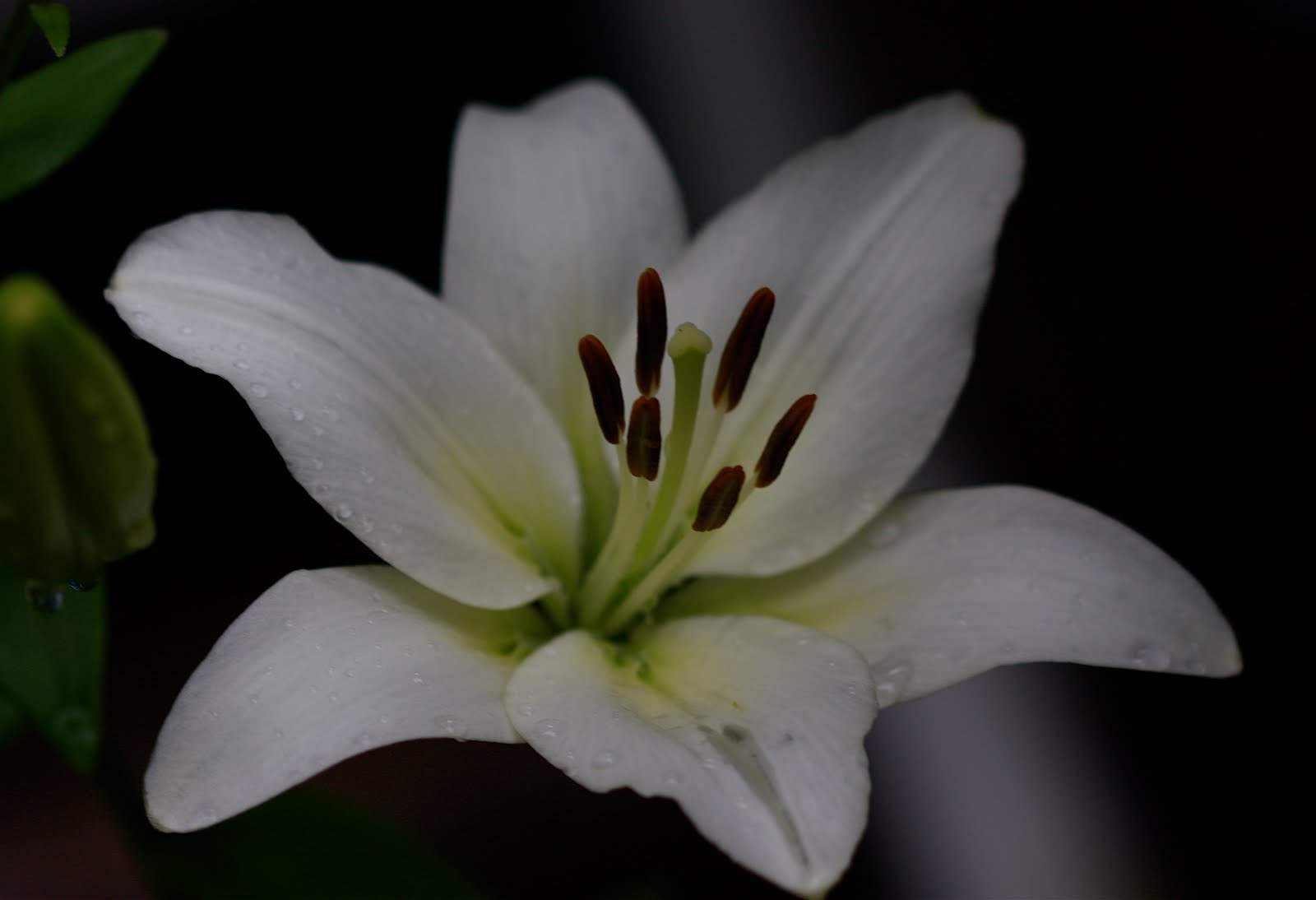Developing: My Project 365 Photo Blog- Year 2: White Lily