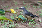 Passarinheiros: Trinca ferro cinzaSaltator coerulescens