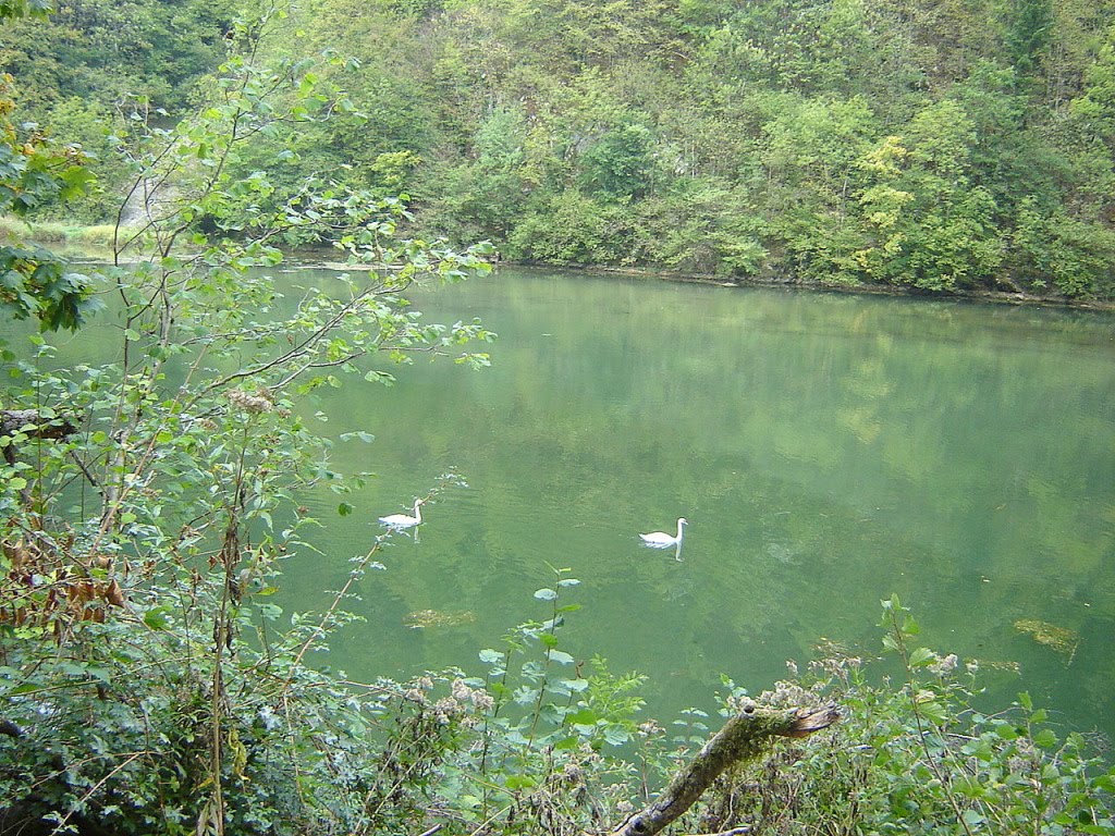 [cisnes+na+fronteira.jpg]