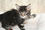 Maine Coon Kittens AVAILABLE