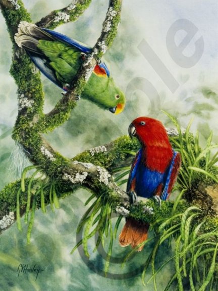 [eclectus_parrot.jpg]