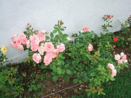Rosas do meu Jardim