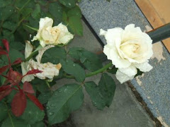Mais rosas do meu Jardim - Brancas PAZ