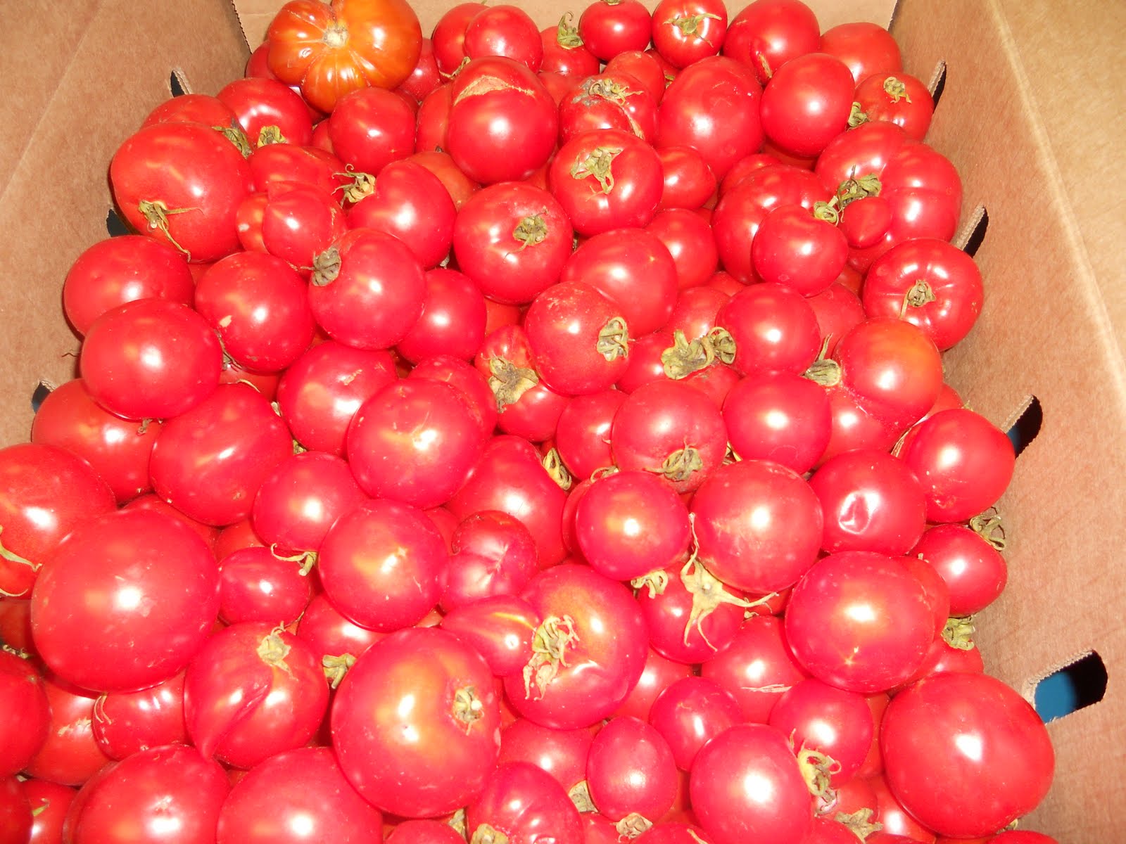 CSA girl Canning Early Girl Tomatoes