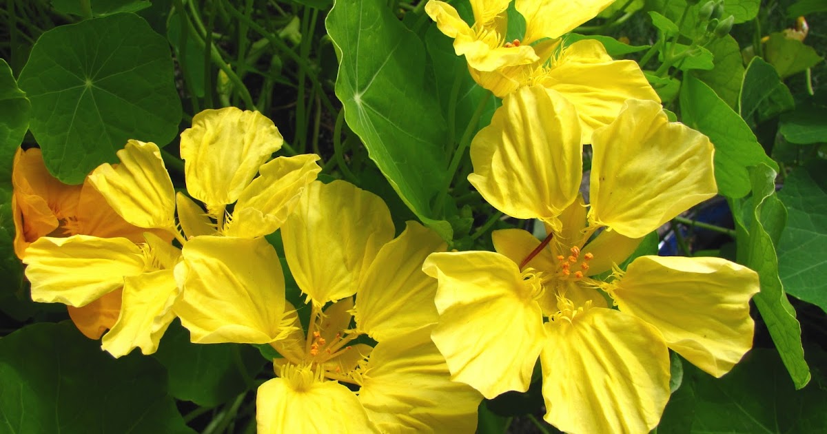 Serenity Nursery Blog My Experience With Transplanting