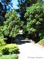 Madrona trees line my driveway
