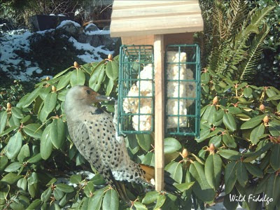 Northern Flicker