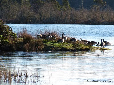 Canada Geese