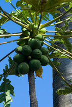 Papaya No To GMO