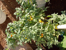 WOW! Rich Harvest !