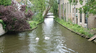 Swans in the canal