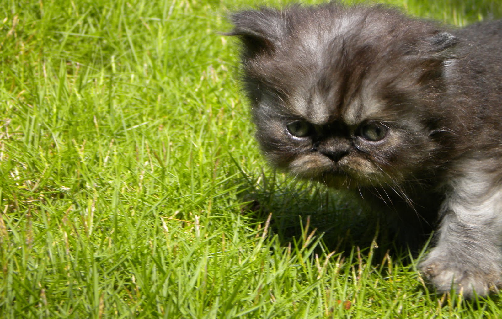 pets2goodhomes My Persian Cat Family