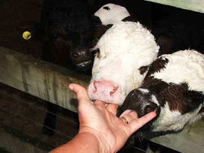 ABOVE: the calves sucking me fingers..so cute. 