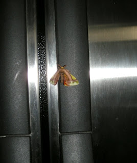 moth on the fridge, La Ceiba, Honduras