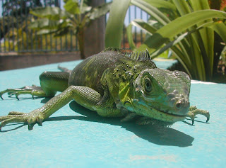 green iguana, La Ceiba, Honduras