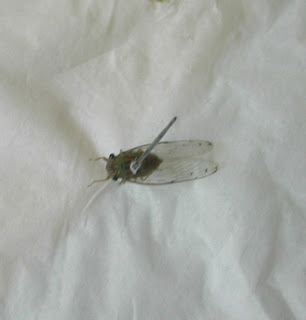 cicada, Honduras