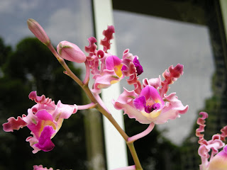 Schomburgkia tibicinis, Honduras orchid