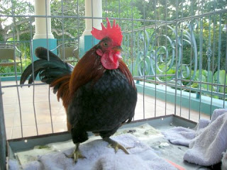 Pancho the gimpy rooster