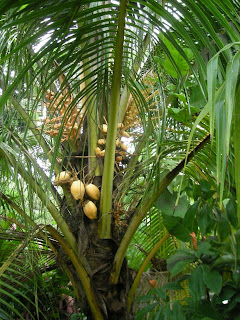 Yellow coconuts, La Ceiba, Honduras