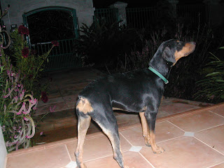 Chloe, Honduran Rottweiler/Doberman