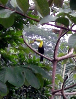 Toucan, La Ceiba, Honduras