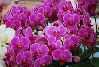 KUALA LUMPUR - PUTRAJAYA - LABUAN: Dunia Orkid - Taman Orkid KL