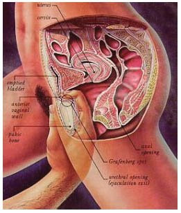 Male G Spot Masturbation 35