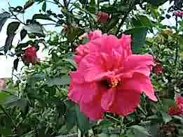 My Garden Pictures: Double Bloom Hibiscus