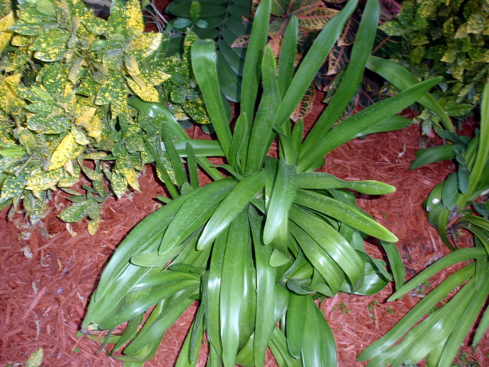 South Florida Gardening Blog African Lily