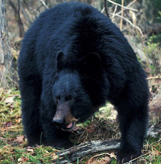 Black Bear    خرس سباه