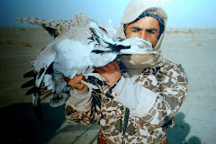 Houbare bustard was trapped in North Afg