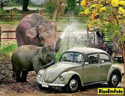 Dois elefantes lavam um Fusca