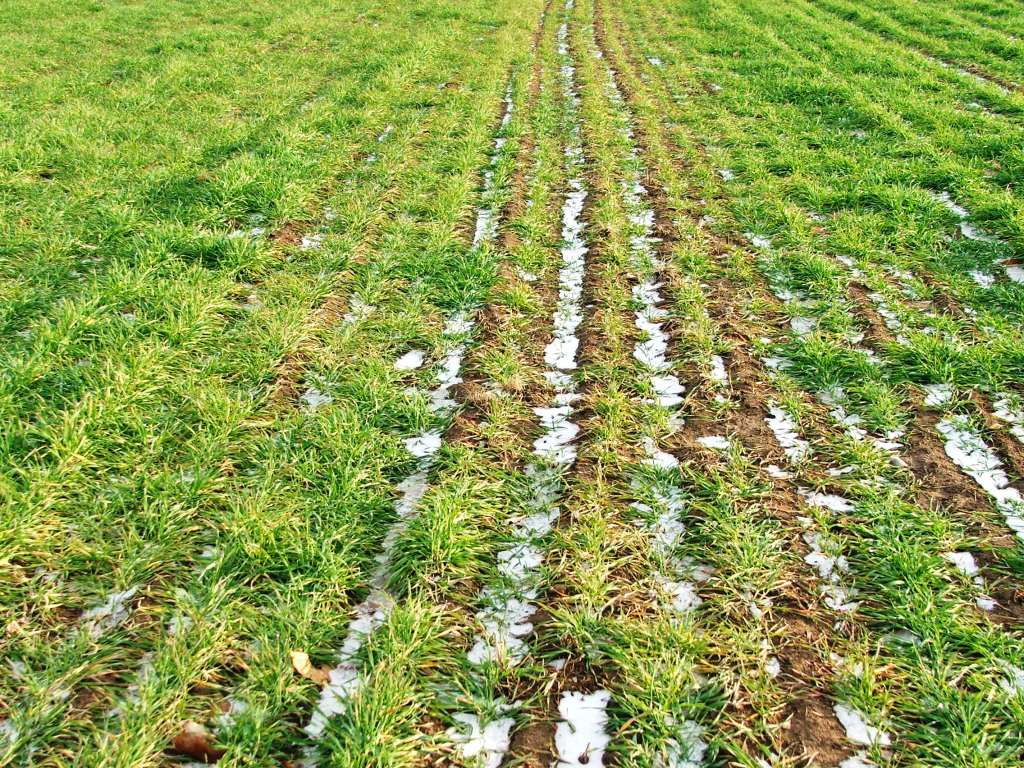 Hort Blog Jack Frost, Garlic and Cover Crops.