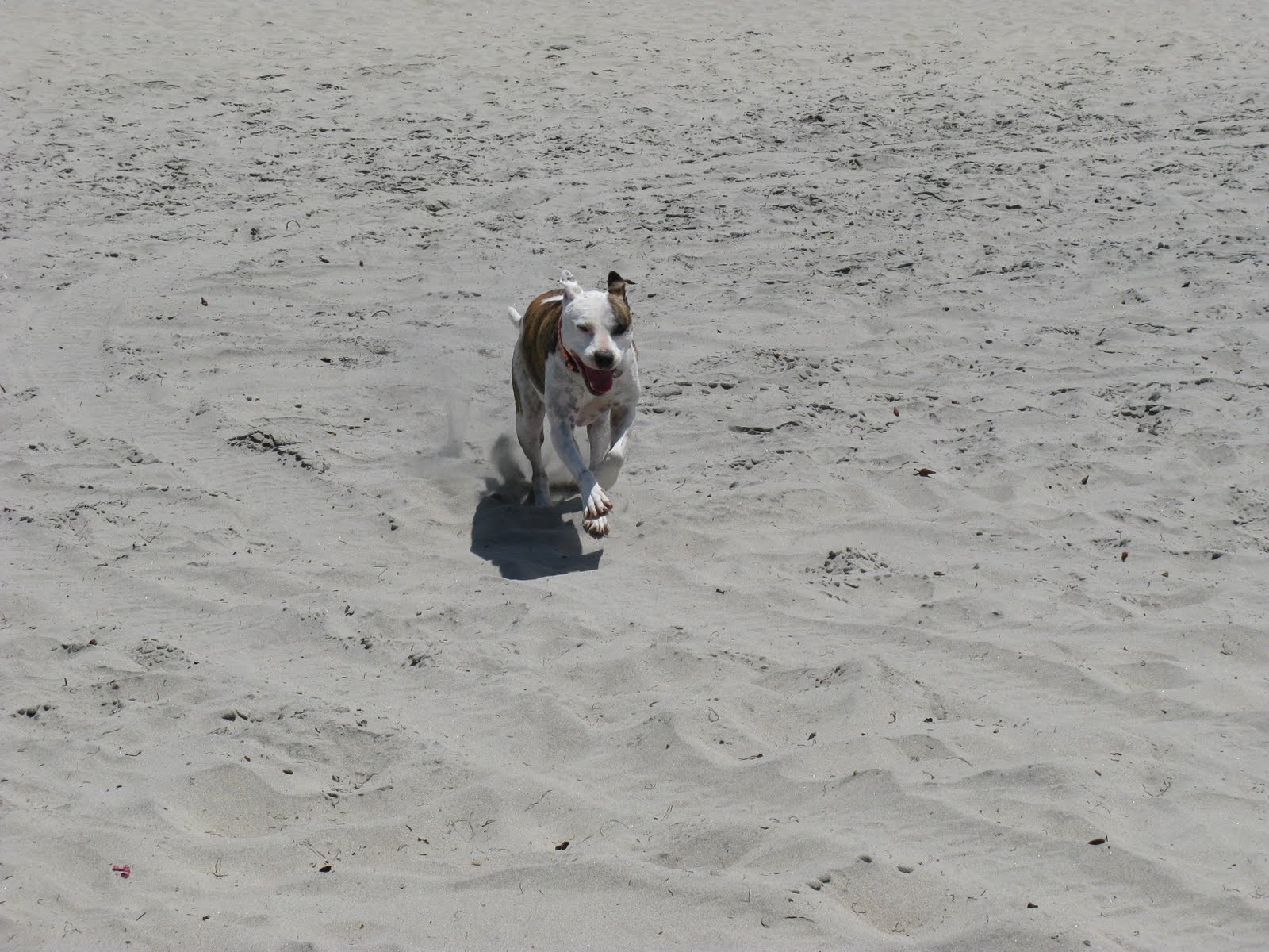 linsueray Outdoor Wednesday...Ocean Beach Dog Park Style...