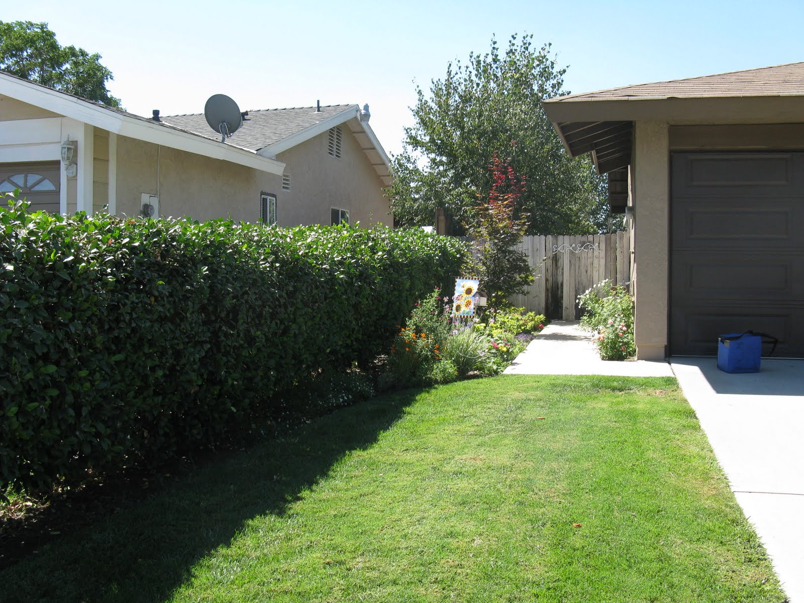 linsueray: Front yard update...