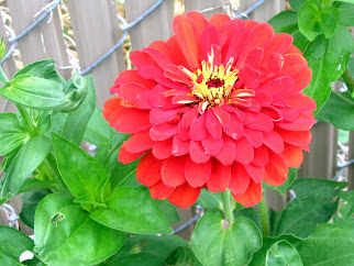 Zinnia California Giant