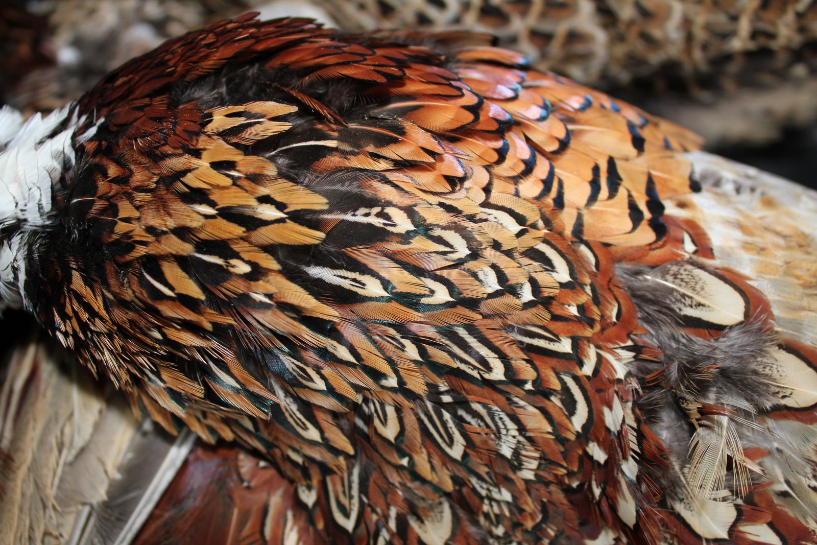 Dangling by a Thread Pheasant feathers