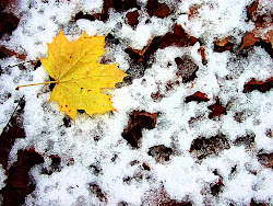 leaves leaf wallpapers mobile themes