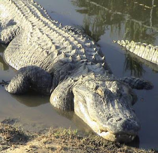 alligator alligators crocodiles vs river lampasas crocodile spotted stillhouse roof difference between texas animals park ecological problems hollow their gator