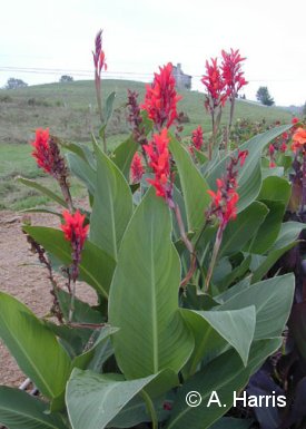 Karchesky Canna~Canna Blog: March 2010