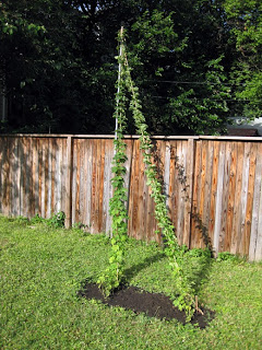 Cascade on the left, Golding on the right.