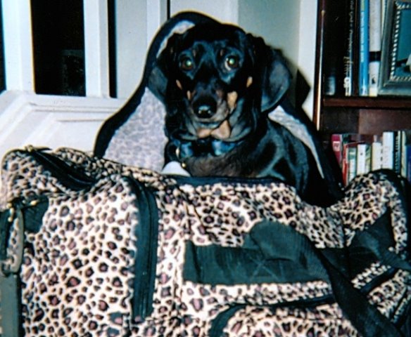 [Reinawaitingsuitcase.jpg]